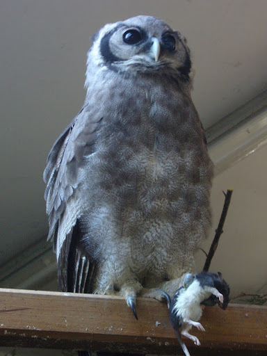 Sowa mleczna - Zoo Opole (fot. Olaf)